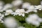 Double Windflower, Anemone nemorosa \\\'Vestal