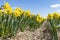 Double yellow daffodils in a large bulb field under a blue sky