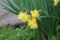 Double yellow Daffodils in the rain