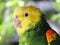 Double Yellow-Headed Amazon Parrot or Amazona oratrix