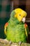 Double yellow headed amazon parrot sitting on wooden perch