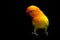 Double Yellow Lovebird, Bird