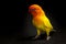 Double Yellow Lovebird, Bird