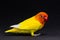 Double Yellow Lovebird, Bird