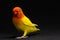 Double Yellow Lovebird, Bird