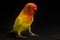 Double Yellow Lovebird, Parrot Bird, Parakeet Bird