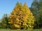 Double yellow maple, golden autumn