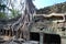 Doubling of roots. Ta Prohm temple