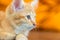 Doubtful oragne little kitten cat