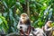 Douc Langur