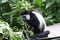 A Douc Langur eating some leaves from a plant