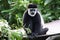 A Douc Langur eating some leaves from a plant