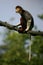 Douc Langur Monkeys