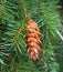 Douglas fir cone on the branch.