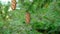 Douglas fir cone on green branch of evergreen tree.