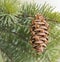 Douglas fir evergreen cone on branch of tree