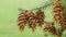 Douglas fir (Pseudotsuga menziesii). Oregon pine cones