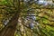 Douglas fir tree in Cathedral Grove, MacMillan Provincial Park, Vancouver island, British Columbia Canada