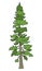 Douglas Fir Tree illustration vector