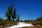 Douglas fir tree on mountain