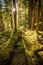 Douglas Fir trees in the North Cascades National Park