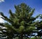 Douglas pine tree