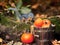 Douglas`s Squirrel Bucket of Pumpkins