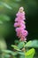 Douglas Spirea Flower in the Forest