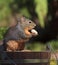 Douglas Squirrel Holding Peanut Standing on Wood Bucket