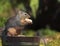 Douglas Squirrel Holding Peanut Standing on Wood Bucket 2