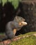 Douglas Squirrel on Mossy Log