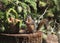 Douglas Squirrel on Pine Stump Eating