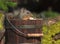 Douglas Squirrel Sitting in Wood Bucket