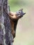 Douglas Squirrel on a Tree Trunk