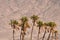 Doum Palm near Eilat Israel