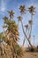 Doum palm trees