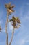 Doum palm trees