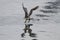 Douro river cormorant taking off