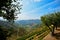 Douro Valley: Vineyards and olive trees near Pinhao, Portugal