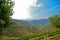 Douro Valley: Vineyards and olive trees near Pinhao, Portugal