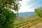 Douro Valley: Vineyards and olive trees near Pinhao, Portugal