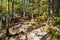 Dovbush path - route through wooded mountain slopes near Yaremche, Ukraine