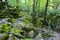 Dovbush Rocks, huge stones, rocks, moss, roots in the moss, trees among the rocks,moss, object, nature, tree, forest, rock
