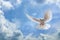 Dove in the air with wings wide open in-front of the sky