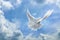 Dove in the air with wings wide open in-front of the sky