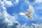 Dove in the air with wings wide open in-front of the sky