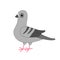 Dove bird. Gray Pigeon Cute cartoon character on white background. Isolated. Pigeon icon Flat design