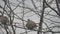 dove bird in tree winter time