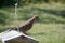 Dove on birdfeeder