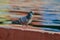 dove birds one lag,Oregon eyes pigeon